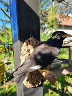 Bergbeo Support de corps entier pour taxidermie - Gracula, Collections, Collections Animaux