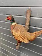 Faisan Support de corps entier pour taxidermie - Phasianus, Verzamelen, Dierenverzamelingen, Nieuw