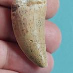 Dinosaurus - Fossiele tand - Carcharodontosaurus sp. - 44 mm, Verzamelen, Mineralen en Fossielen