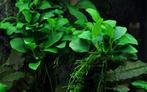 Tropica  Anubias barteri Petite ( nana bonsai), Verzenden