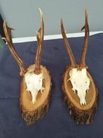 Reebok Schedel met gewei - Unbekannt - 24 cm - 8 cm - 18 cm