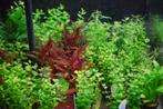 Aquariumplanten mix pakket 12 stuks - 5cm pot, Ophalen of Verzenden