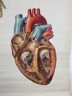 Vintage anatomische schoolkaart – “Der Blutkreislauf des, Antiek en Kunst