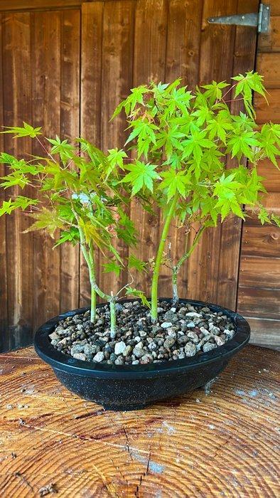 Japanese maple bonsai (Acer palmatum) - Hauteur (arbre) : 45, Antiek en Kunst, Curiosa en Brocante