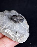 Trilobite - Animal fossilisé - Proetus granulosus (Sans prix