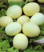 Nest Egg kalebas basiseenheid zaden, Nieuw