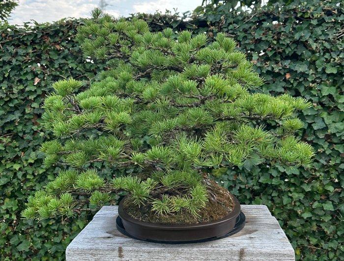 pinus parviflora - Hoogte (boom): 64 cm - Diepte (boom): 85, Antiek en Kunst, Antiek | Overige Antiek