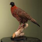 Satyr Tragopaan Taxidermie Opgezette Dieren By Max, Ophalen of Verzenden, Nieuw, Vogel, Opgezet dier