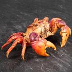 Neosamaticum Asiaticum – Gedroogde tropische krab Taxidermie