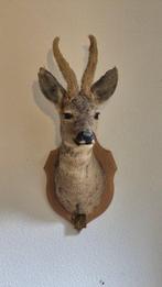 Reebok Taxidermie wandmontage - Capreolus capreolus - grand, Verzamelen, Dierenverzamelingen, Nieuw