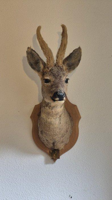 Reebok Taxidermie wandmontage - Capreolus capreolus - grand, Verzamelen, Dierenverzamelingen