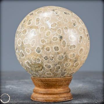 Corail fossile naturel extrêmement rare Sphère, Australie-