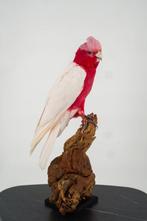 Roze Kaketoe Support de corps entier pour taxidermie -, Nieuw
