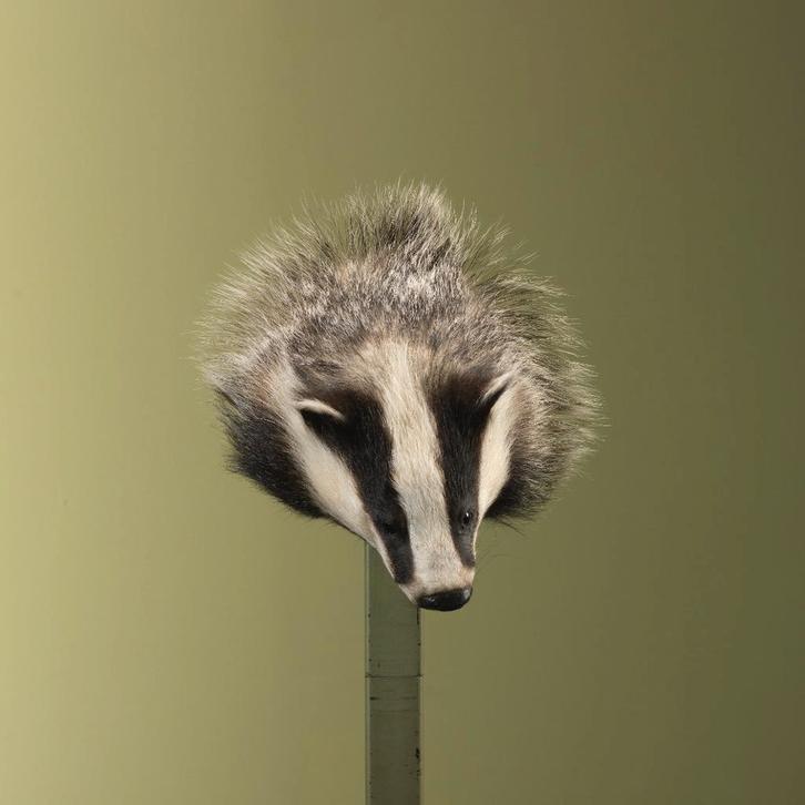 Das Taxidermie Opgezette Dieren By Max, Collections, Collections Animaux, Enlèvement ou Envoi