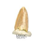 Top Zeldzame Majungasaurus crenatissimus Abelisaurid