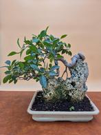 Ficus Retusa - verzamelstuk - Hoogte (boom): 23 cm - Diepte