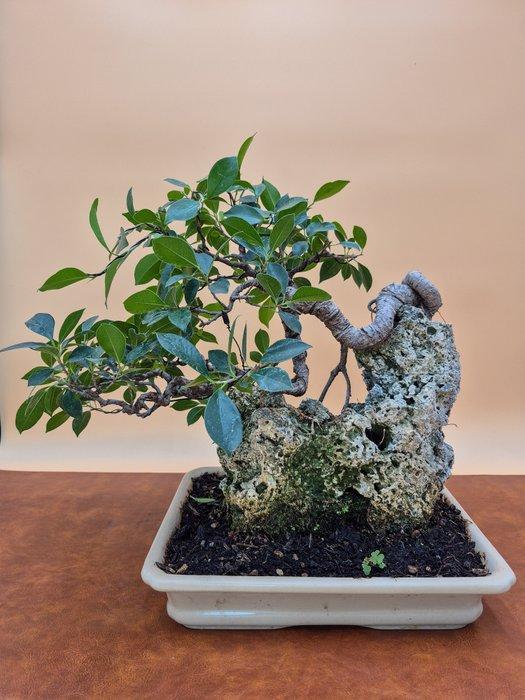 Ficus Retusa - verzamelstuk - Hoogte (boom): 23 cm - Diepte, Antiek en Kunst, Curiosa en Brocante