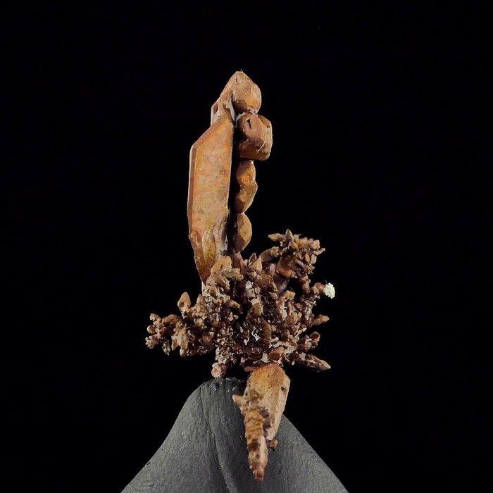 Oorspronkelijk koper (arborescent twinning) - Bou, Verzamelen, Mineralen en Fossielen