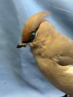 Beccofrusone Taxidermie volledige montage - Bombycilla, Nieuw