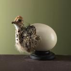 Struisvogel in Ei Taxidermie Opgezette Dieren By Max, Ophalen of Verzenden, Nieuw, Vogel, Opgezet dier
