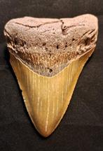 Megalodon - Fossiele tand - FAT n HEAVY USA MEGALODON TOOTH, Verzamelen, Mineralen en Fossielen