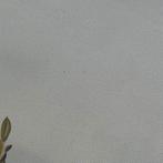 Charlie - petit pot sur table