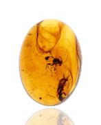 Ambre de Birmanie - Cabochon fossilisé - with a Detailed