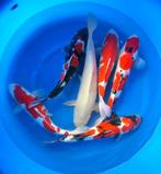 Hirasawa Marusei 45-55cm (Japanse Koi), Ophalen of Verzenden, Nieuw
