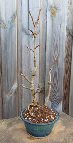 Ginkgo bonsai (Ginkgo biloba) - Hoogte (boom): 42 cm -, Antiek en Kunst