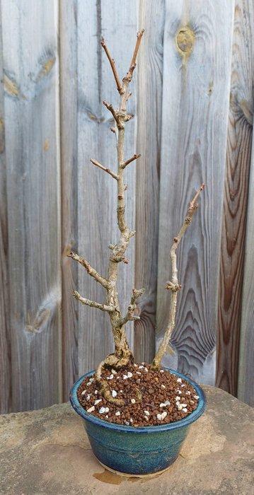 Ginkgo bonsai (Ginkgo biloba) - Hoogte (boom): 42 cm -, Antiek en Kunst, Curiosa en Brocante