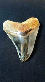 Haai - Fossiele tand - Otodus megalodon - 13.2 cm, Verzamelen