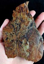 Spectaculaire graptolieten met uitzonderlijke, Verzamelen