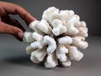 Wit kluster koraalskelet Koraal - Pocillopora meandrina, Verzamelen, Nieuw