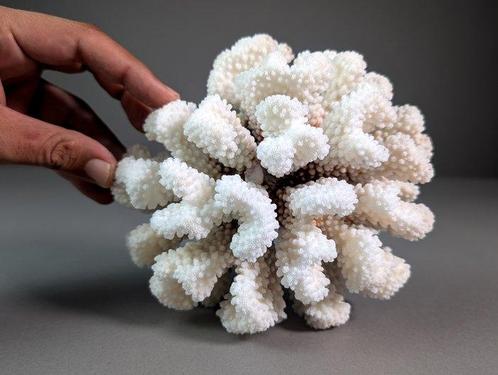 Wit kluster koraalskelet Koraal - Pocillopora meandrina, Verzamelen, Dierenverzamelingen