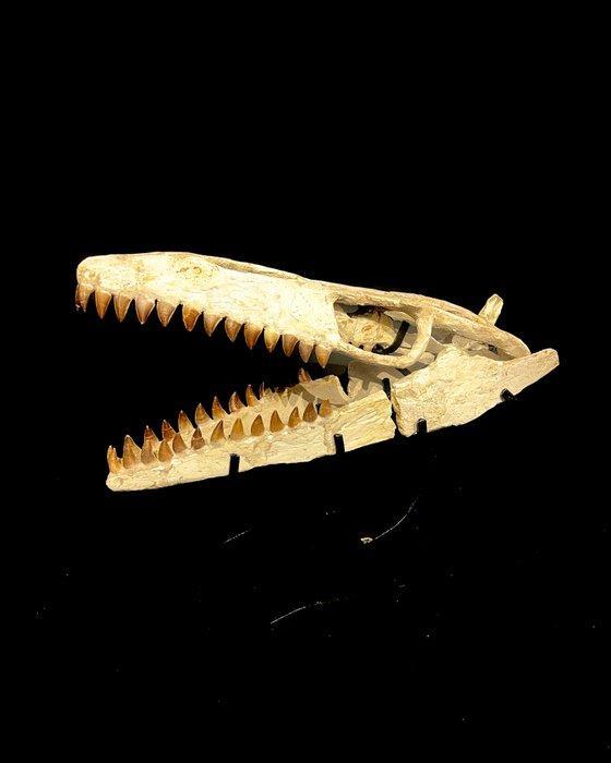 Mosasaurus - Fossiele schedel - Mosasaurus sp. - 38 cm - 53, Verzamelen, Mineralen en Fossielen