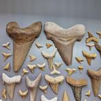 Large collection of mixed Fossil Shark Teeth - Fossiele
