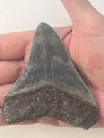 Megalodon tand 9,4 cm - Fossiele tand - Carcharocles, Verzamelen, Mineralen en Fossielen