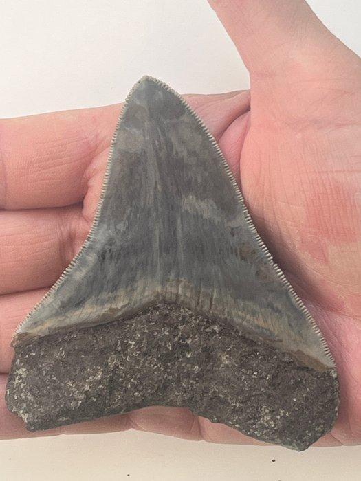 Megalodon tand 9,4 cm - Fossiele tand - Carcharocles, Verzamelen, Mineralen en Fossielen