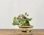 Satureja - Hoogte (boom): 15 cm - Diepte (boom): 15 cm -