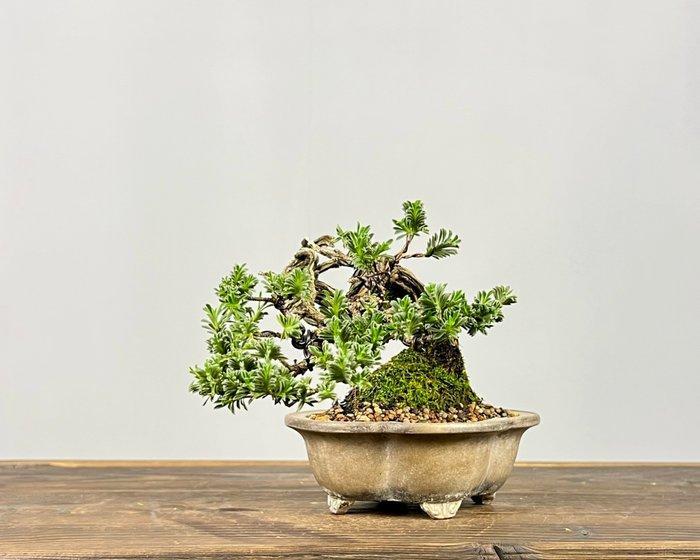 Satureja - Hoogte (boom): 15 cm - Diepte (boom): 15 cm -, Antiek en Kunst, Curiosa en Brocante