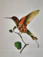 300x280cm! Realistisch textiel met kolibrie in vlucht -