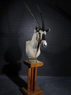 Montage de piédestal de gemsbok Support dépaule pour, Nieuw