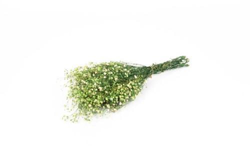 Geprepareerd Gepreserveerd Gipskruid Appelgroen 60 cm 55 gr, Huis en Inrichting, Woonaccessoires | Kunstplanten en Kunstbloemen