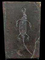 Matrice de plaque fossilisée - Keichousaurus sp. - 22 cm -