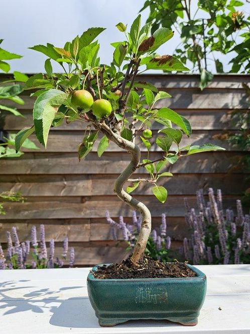 Bonsaï Malus halliana dans une belle coupe à bonsaï. -, Antiek en Kunst, Curiosa en Brocante