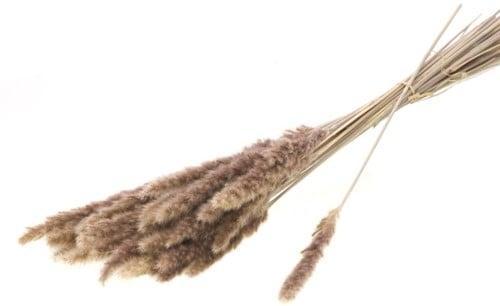 Reed Bos Natural Graspluimen 70 gram, Maison & Meubles, Accessoires pour la Maison | Plantes & Fleurs artificielles