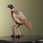Fazant Taxidermie Opgezette Dieren By Max, Ophalen of Verzenden, Nieuw, Vogel, Opgezet dier