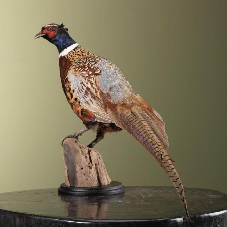 Fazant Taxidermie Opgezette Dieren By Max, Verzamelen, Dierenverzamelingen, Opgezet dier, Nieuw, Vogel, Ophalen of Verzenden