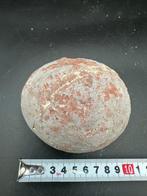 Dinosaurus - Fossiele matrix - Hadrosaurus or