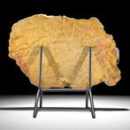 Étonnante tranche de bois pétrifié sur un support